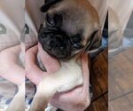 Small Photo #3 Pug Puppy For Sale in EAST BRIDGEWATER, MA, USA