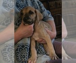 Small #2 Great Dane