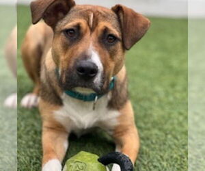 Mutt Dogs for adoption in Woodbury, NY, USA