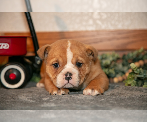 Medium Photo #2 Beabull Puppy For Sale in MILLERSBURG, OH, USA