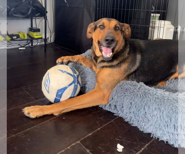 Medium Photo #3 Doberman Pinscher-Unknown Mix Puppy For Sale in Oceanside, CA, USA