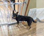Small #1 German Shepherd Dog Mix