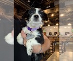 Small Photo #2 Dachshund-Unknown Mix Puppy For Sale in Holly Springs, NC, USA