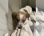 Small Mutt
