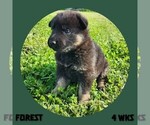 Small German Shepherd Dog