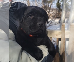 Labrador Retriever Puppy for sale in GENEVA, NY, USA