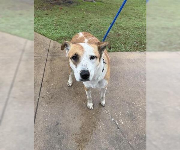 Medium Photo #1 Labrador Retriever Puppy For Sale in Houston, TX, USA