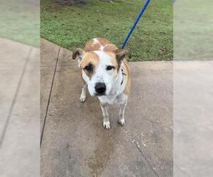 Labrador Retriever Dogs for adoption in Houston, TX, USA