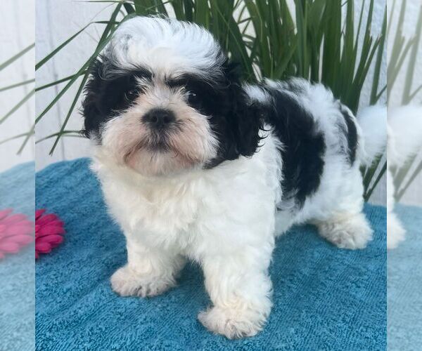 Medium Photo #1 Zuchon Puppy For Sale in ARTHUR, IL, USA
