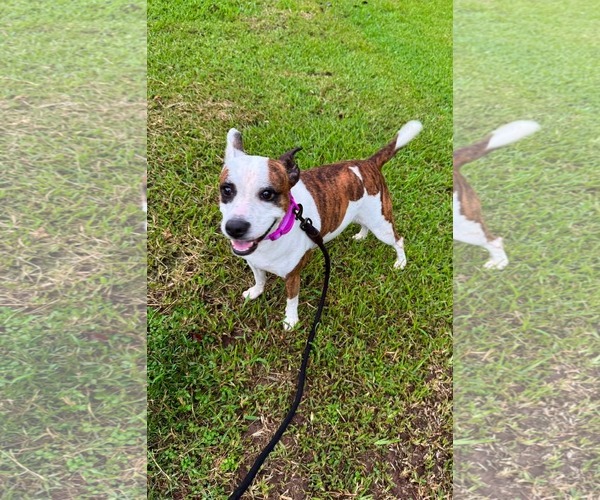 Medium Photo #1 American Staffordshire Terrier-Unknown Mix Puppy For Sale in Oakhurst, NJ, USA