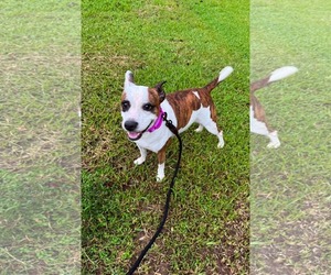 American Staffordshire Terrier-Unknown Mix Dogs for adoption in Oakhurst, NJ, USA