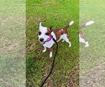 Beans- beautiful girl - Female American Staffordshire Terrier-Unknown Mix Dog for Adoption - Small photo