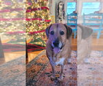 Small Photo #7 Labrador Retriever-Unknown Mix Puppy For Sale in Rockaway, NJ, USA