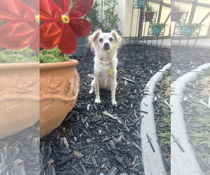 Mutt Dogs for adoption in Sandy, UT, USA