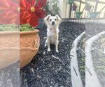 Small Mutt