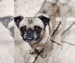 Small #7 Pug