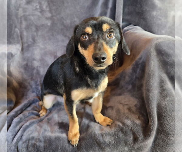 Medium Photo #1 Chiweenie Puppy For Sale in Albuquerque, NM, USA