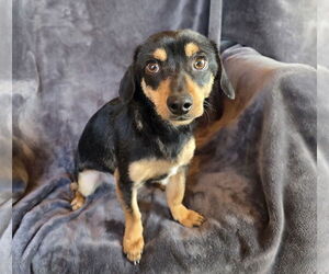 Chiweenie Dogs for adoption in Albuquerque, NM, USA
