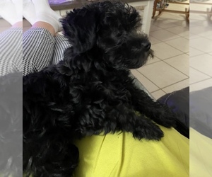Mal-Shi-Poodle (Toy) Mix Puppy for sale in SAINT SIMONS ISLAND, GA, USA
