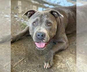 Medium American Pit Bull Terrier