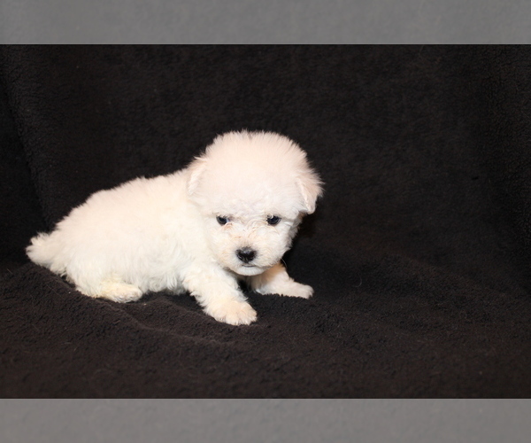 Medium Photo #4 Bichon Frise Puppy For Sale in BLOOMINGTON, IN, USA