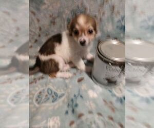 Chihuahua Puppy for sale in SAVONA, NY, USA