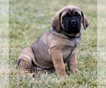 Small Cane Corso
