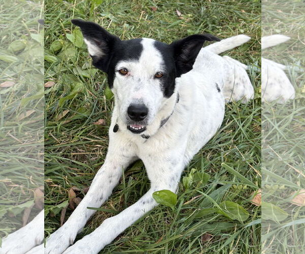 Medium Photo #1 Mutt Puppy For Sale in Rootstown, OH, USA