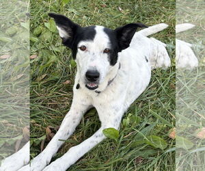 Mutt Dogs for adoption in Rootstown, OH, USA