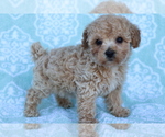 Small Photo #1 Bichpoo Puppy For Sale in SHILOH, OH, USA