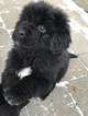 Small Photo #7 Newfoundland Puppy For Sale in DEXTER, MI, USA