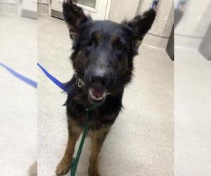 German Shepherd Dog Dogs for adoption in Riverside, CA, USA