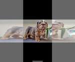 Small Photo #1 English Bulldog Puppy For Sale in Guisborough, North Yorkshire (England), United Kingdom