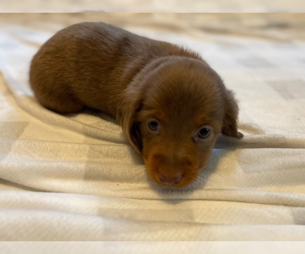 Medium Photo #2 Dachshund Puppy For Sale in PARKTON, NC, USA
