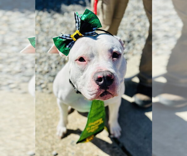 Medium Photo #4 Mutt Puppy For Sale in Manahawkin, NJ, USA