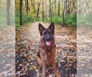 Mother of the German Shepherd Dog puppies born on 02/21/2026