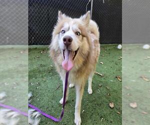 Siberian Husky Dogs for adoption in Raleigh, NC, USA