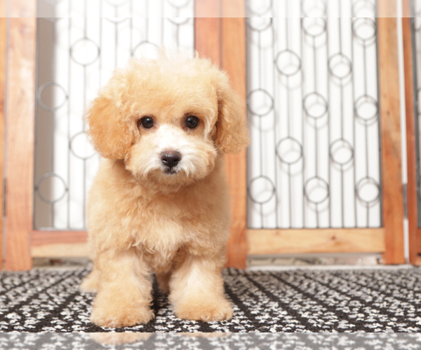 Medium Photo #4 Poochon Puppy For Sale in NAPLES, FL, USA