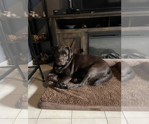 Mother of the Labrador Retriever puppies born on 06/19/2026
