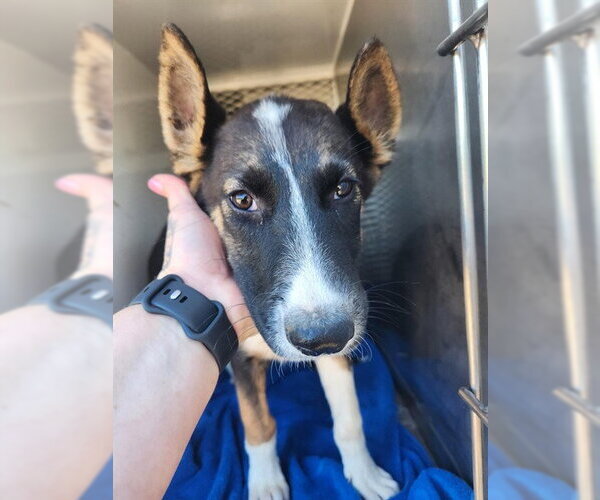 Medium Photo #1 German Shepherd Dog Puppy For Sale in Bakersfield, CA, USA