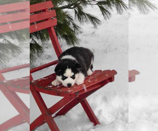 Medium Photo #1 Siberian Husky Puppy For Sale in AUBURN, NY, USA
