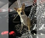 Small Photo #4 Ibizan Hound-Unknown Mix Puppy For Sale in Austin, TX, USA