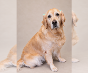 Luna - Female Golden Retriever Dog for Adoption