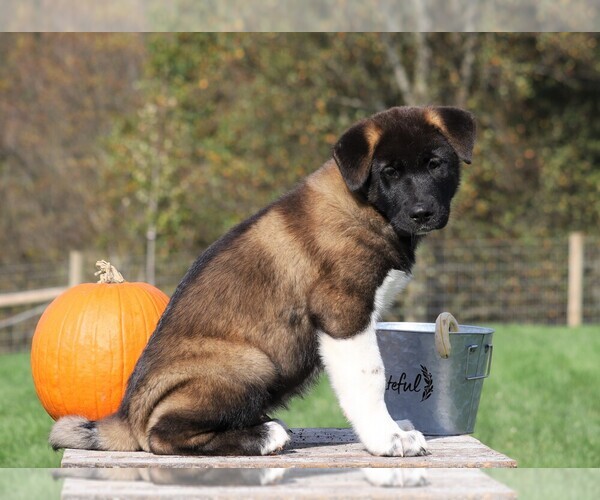 Medium Photo #3 Akita Puppy For Sale in FREDERICKSBG, OH, USA