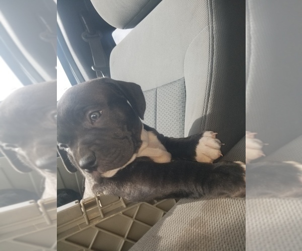 Medium Photo #1 American Bully Puppy For Sale in MOTLEY, MN, USA