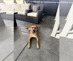 Small #3 Boxer Mix