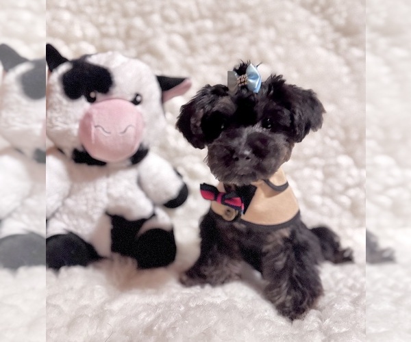 Medium Photo #6 Yorkshire Terrier Puppy For Sale in REDLANDS, CA, USA
