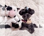 Small #5 Yorkshire Terrier