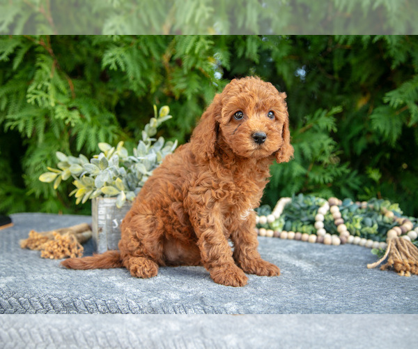 Medium Photo #3 Cavapoo (Miniature) Puppy For Sale in KIRKWOOD, PA, USA