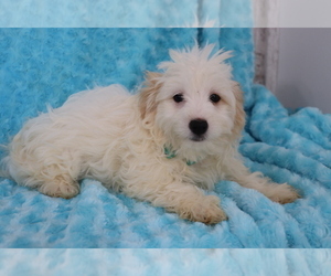Havanese Puppy for sale in SHILOH, OH, USA
